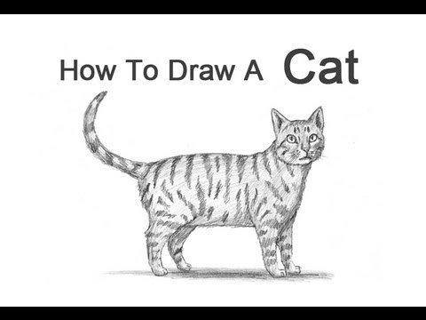 How to Draw a Cat (Tabby) - YouTube