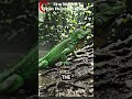 The Lizard That Runs on Water NatureStories#CinematicStory#WildlifeCinematic