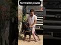 Rottweiler Power Shortsfeed Trendingshorts Rottweilerdog Youtubeshorts Rottweiler Power Shortsfeed Trendingshorts Rottweilerdog Youtubeshorts
