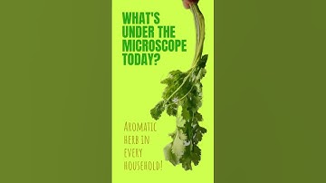 Coriander under Microscope #corianderleaf #leafmicroscopy #diyscienceexperiment