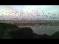 Half Moon Bay Seagulls