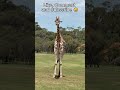 Giraffes' Sleep