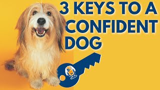 3 Keys to a Confident Dog #38