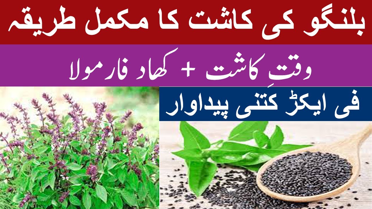 Tukhm Malanga | بلنگو  | Basil Seeds Cultivation in Pakistan | Complete Farming Guide | SM AGRI TV