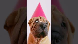 Shar Pei  Interesting facts about Shar Pei  | Animal facts