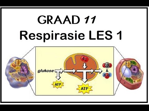 Video: In watter deel van die sel vind sellulêre respirasie plaas?