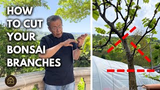 How to Cut Back Tree Branches to Create a Bonsai | Q&A