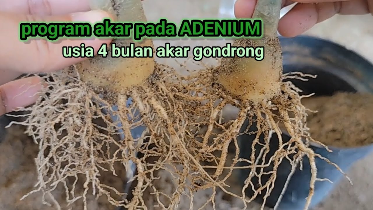 Update hasil program akar pada tanaman adenium 4 bulan jadi gondrong