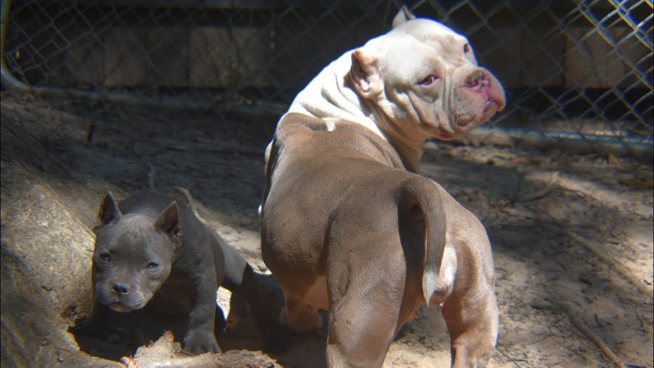 Best kennel, Pocket American Bullys, muscle Tone , Beautiful structure