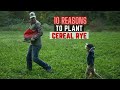10 reasons to plant cereal rye in your food plots