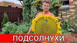как я вырастил гигантский подсолнух по ошибке