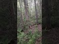 Strange noise in the woods