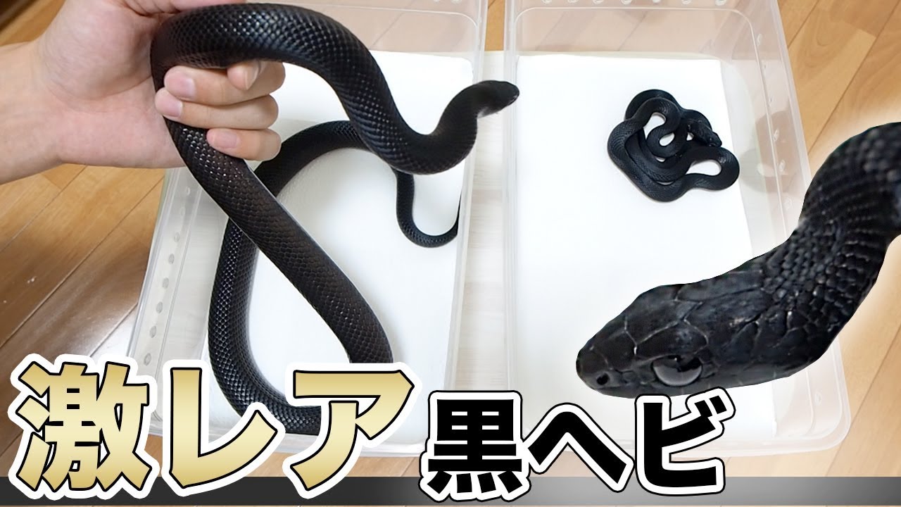 ヘビを食う黒ヘビと日本の激レア黒ヘビコンビが美しすぎた Youtube