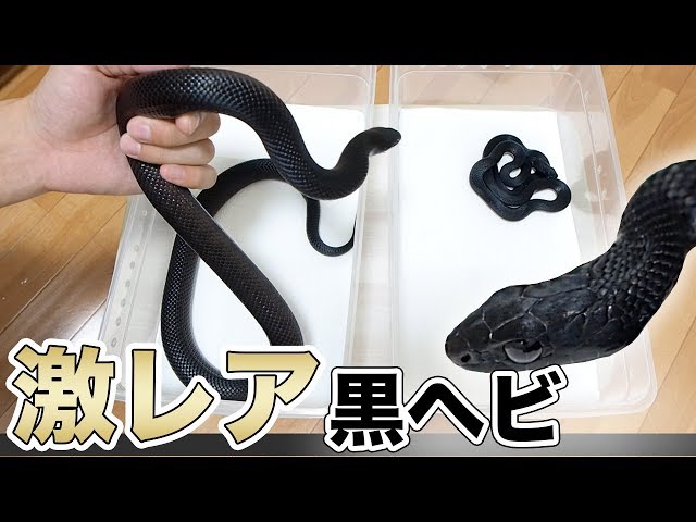 ヘビを食う黒ヘビと日本の激レア黒ヘビコンビが美しすぎた！ - YouTube