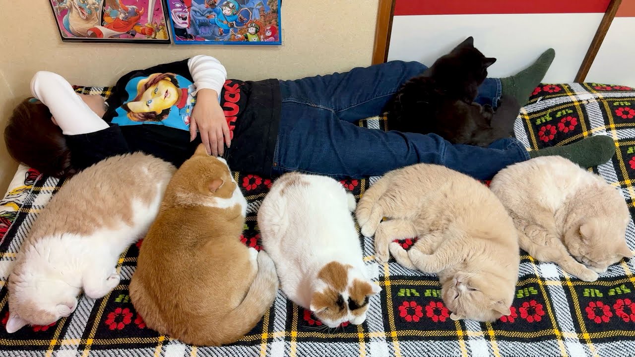 インフルエンザで寝込む母を心配して横一列に並んで看病する猫たち