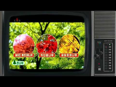 North Korea Live TV - Daily