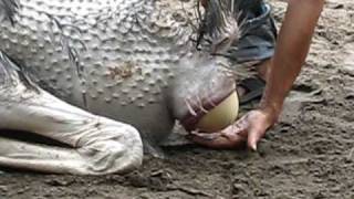 Ostrich Lays Egg