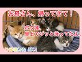 空腹に耐えて、帰ってこないお母さんを待っていた5匹の子猫達。【子猫保護】【保護猫】