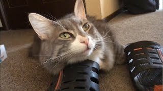 スリッパを自分の物にした猫 ノルウェージャンフォレストキャットPillow slippers.Norwegian Forest Cat.