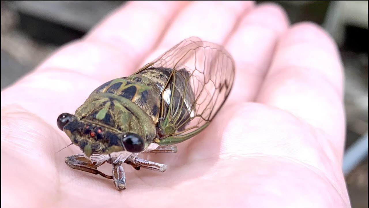 Qué Pasa con las Cigarras YouTube