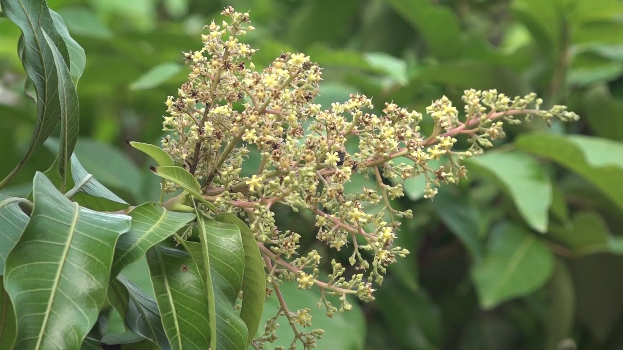 stock footage no copyright Full Hd Nature mango tree that is in flower