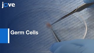 Germ Cells Purification by Tissue Dissociation and Flow Cytometry | Protocol Preview