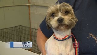 Animal Rescue Missions Frequent In Tennessee