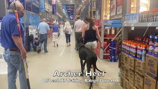 Great Dane 7mo 'Archer' - Great Dane Training by Off Leash K9 Training 132 views 2 years ago 9 minutes, 24 seconds