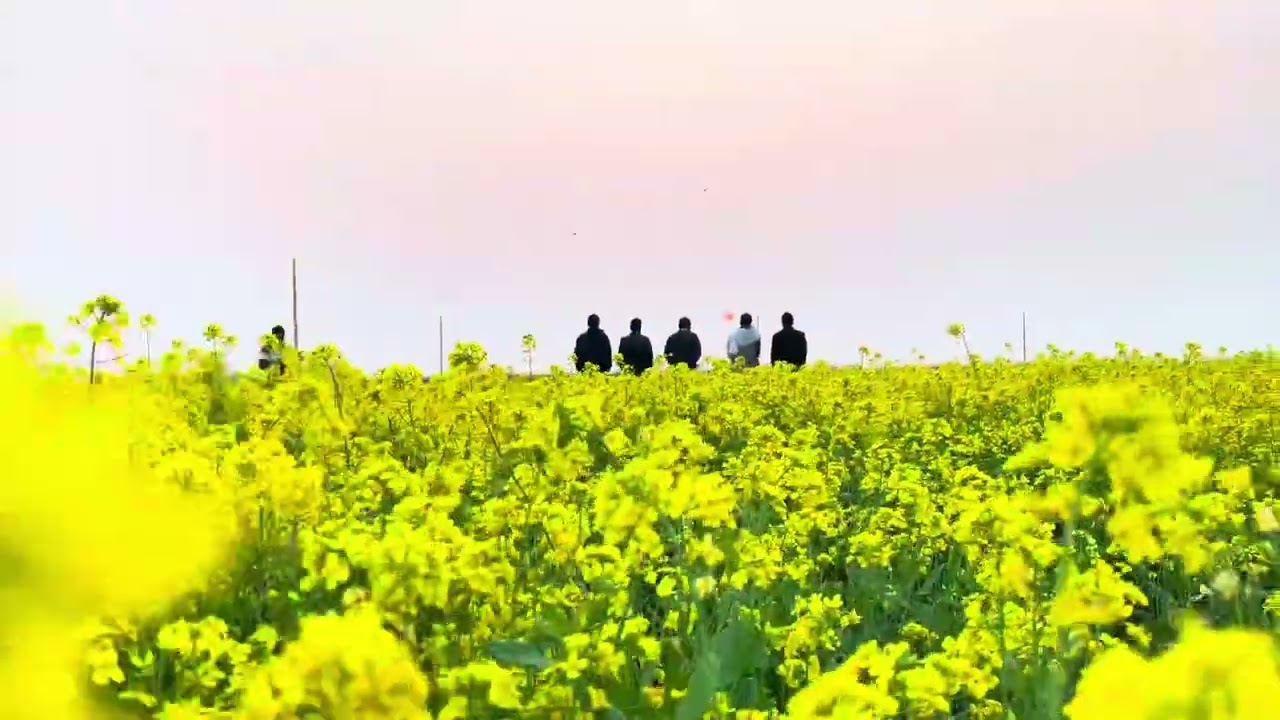 পরন্ত বিকেলে হলুদের বুকে মিলন মেলা।| Mustard Fields | Winter Season 