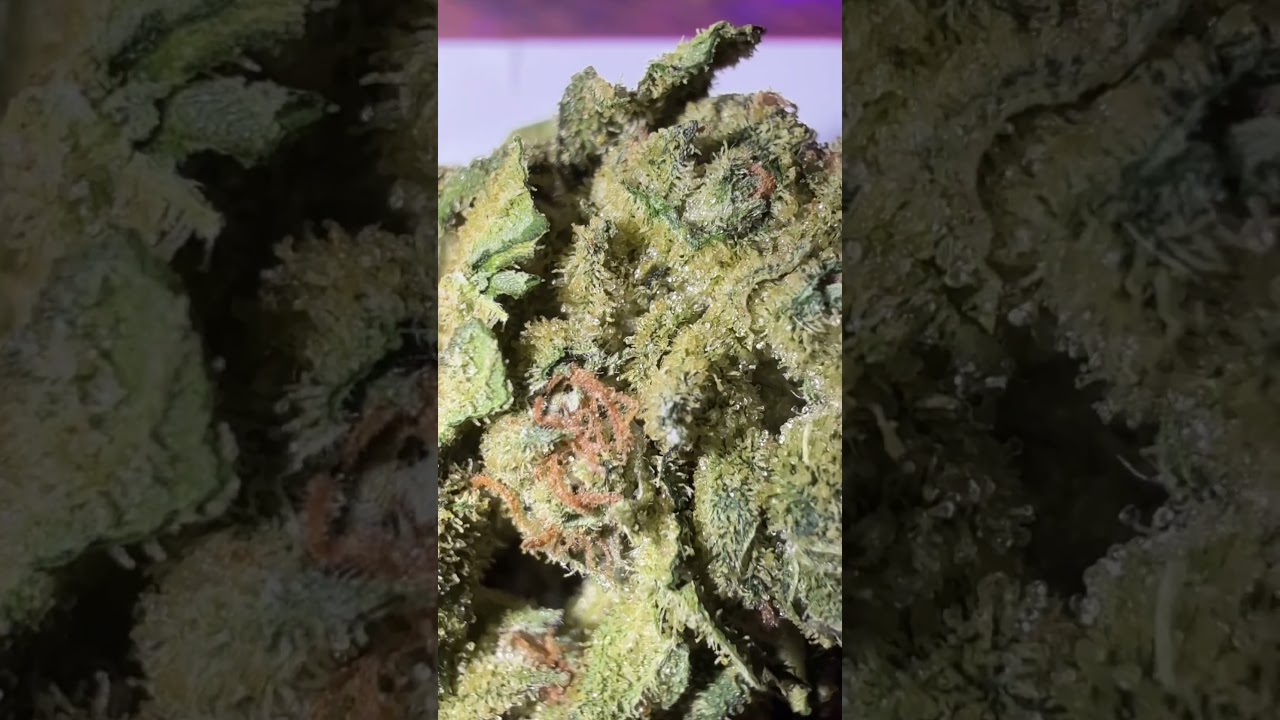 Big Buddha Cheese 💚