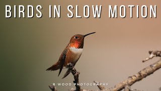 The Beauty of Birds in Slow Motion