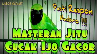 Masteran Cucak Ijo Gacor !!! Jitu Untuk Cucak Ijo Pemula..