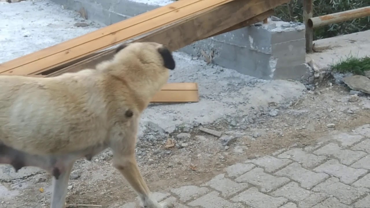 TOKAT/REŞADİYE/TAŞLICA KÖYÜ