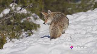 Foxes vs Coyotes  The Untold Rivalry