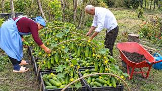 Cucunbers Harvesting -  Pickling Cucumbers the Traditional Way ❄️