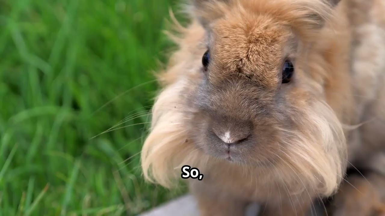 Bunny Vision See the World Like a Rabbit!