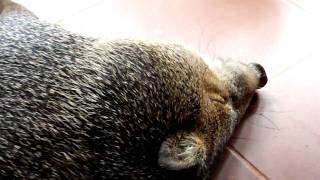 Copy of SDC14434.MP4