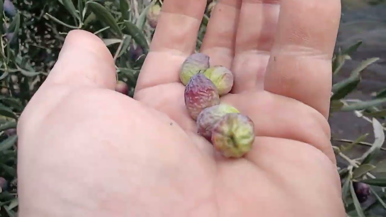 Diario de olivar día 22.