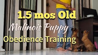 Day 2 Training sa 1.5 months Old Malinois Puppy (Sam & Trixie)