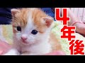 4年前に保護した子猫に久しぶりに会いに行ったら控えめに言って幸せいっぱいだった