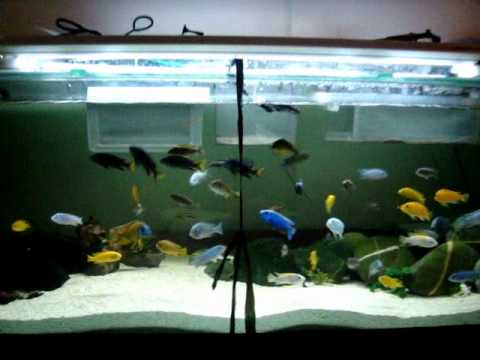 sunsun wavemaker 75 gallon