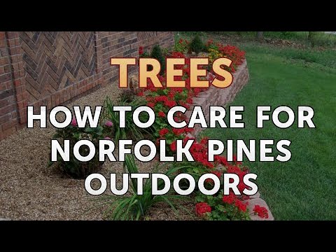 Norfolk Island Pine in Florida: A Complete Grower's Guide