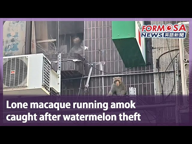 Lone macaque running amok caught after watermelon theft｜Taiwan News