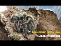 Кормим крупных пауков / Feeding hungry tarantulas