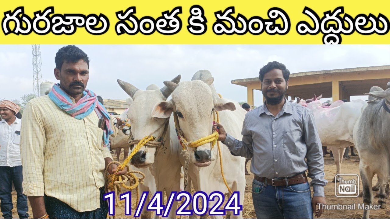#Biggest_cattle_market #ఎద్దులు రేట్లు #gurazala_santha #indian_bulls #vongole_bulls #bulls
