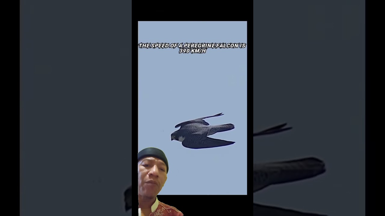 cheetah vs peregrine falcon | speed fight 