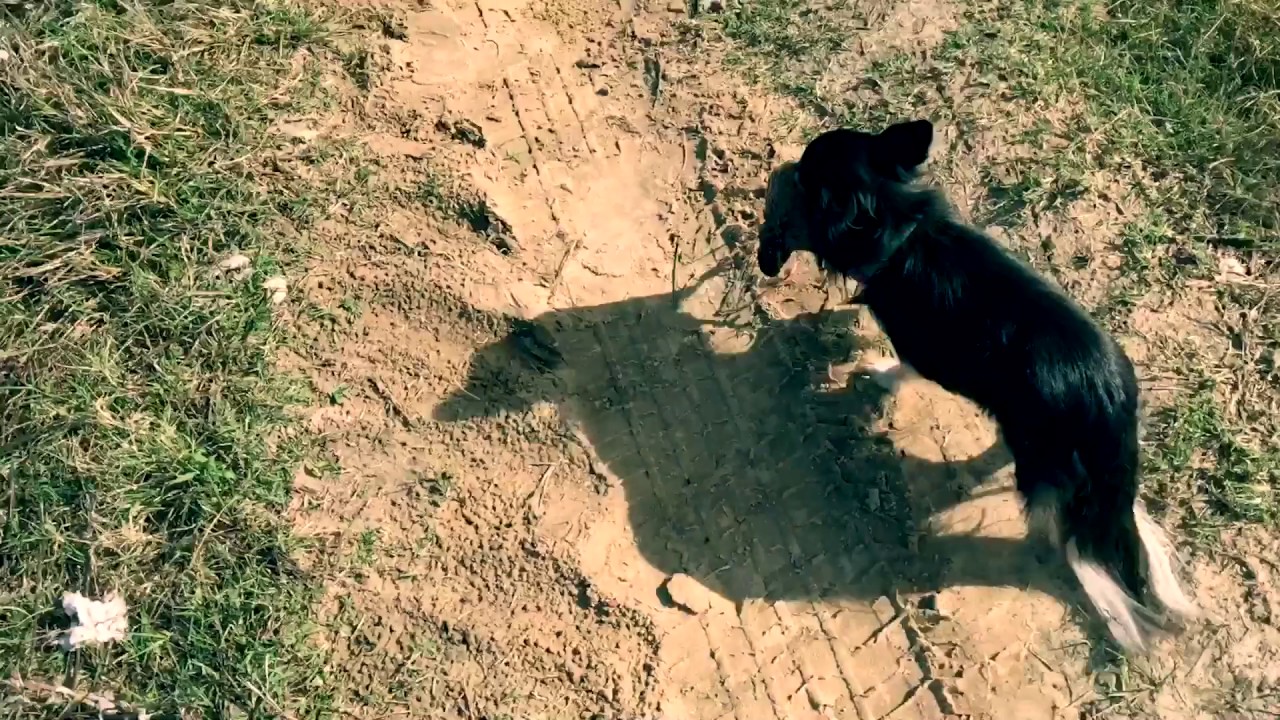 puppies for sale near me golden retriever