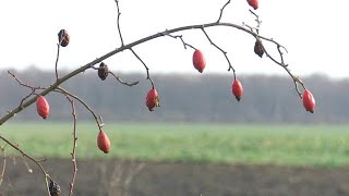 En Hongrie, l'hiver chamboulé screenshot 5