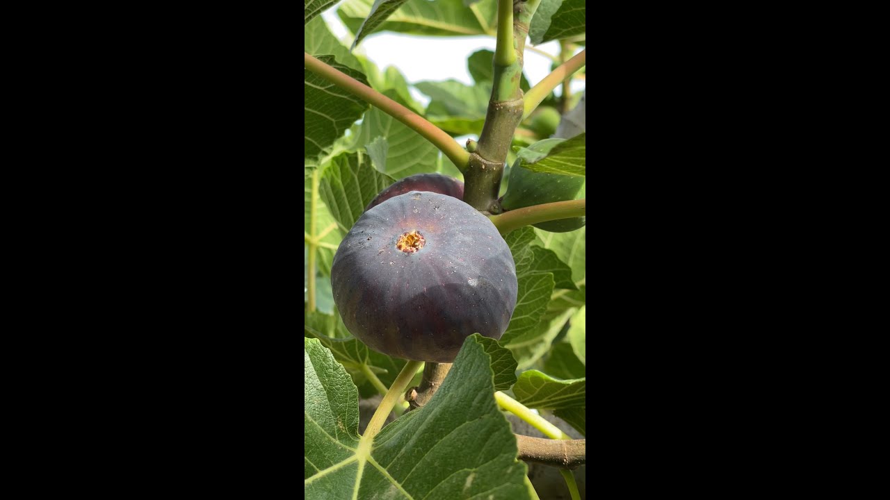 مشروع نموذجي لزراعة و انتاج التين في تونس