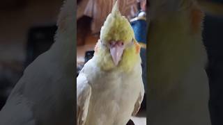 little bit oxygen is all we need 🕊️🌸#cuddlychickadee #buddy #birds #cockatiel